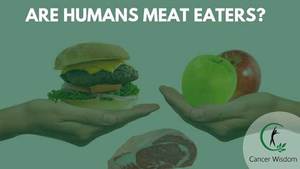 are humans herbivores